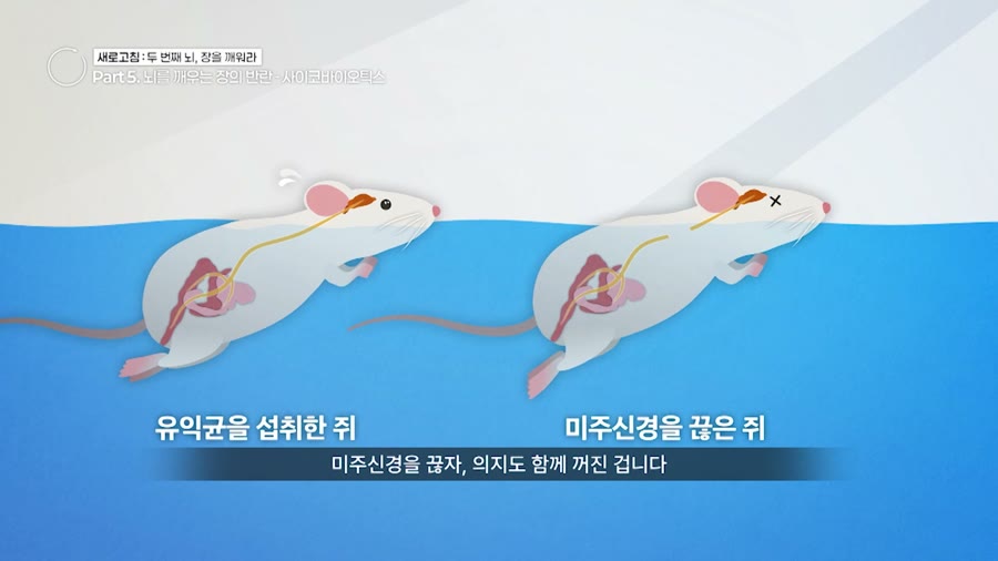 박나현 씨의 체험 전 장 분석 결과, 유익균·유해균을 비롯한 모든 균의 비율이 낮게 나타난 그래프